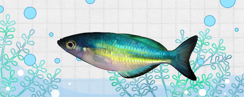 蓝美人鱼好养吗怎么养(播放蓝美人鱼照片)