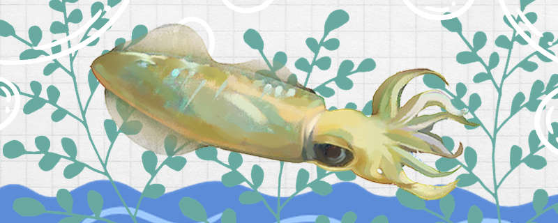 乌贼会喷墨吗为什么会喷墨(乌贼怎么会喷墨)