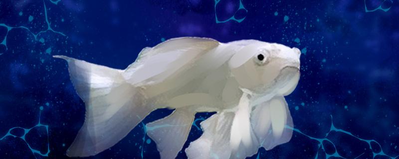 蝴蝶鲤失漂了什么原因怎么办(蝴蝶鲤失鳔了怎么办)