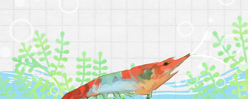 琉璃虾好养吗怎么养(观赏虾怎么养才不会死)