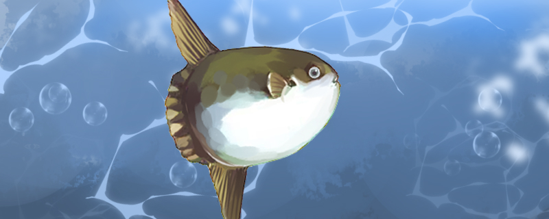 翻车鱼能长多大能活多久(翻车鱼最大能长多大)