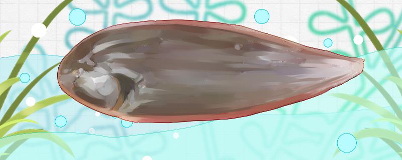 踏板鱼是什么鱼生活在哪里(踏板鱼又叫什么鱼)