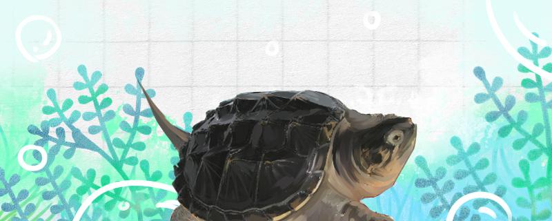 鳄龟有哪些品种不同品种有什么区别呢