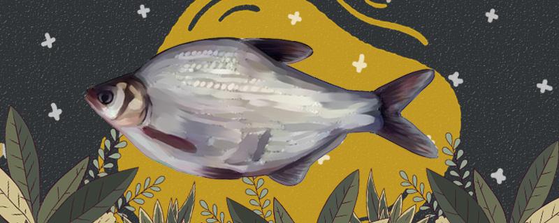 鳊鱼和鲫鱼一样吗有什么区别(鲮鱼和鲫鱼区别)