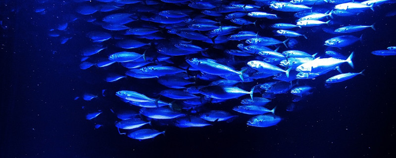 鱼会喝水吗鱼儿在水里会喝水吗(鱼会喝水吗鱼儿在水里会喝水吗视频)