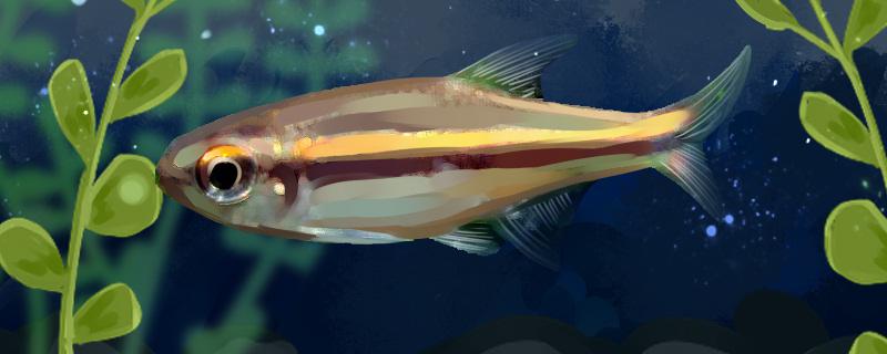 巧克力霓虹鱼好养吗怎么养(巧克力鱼怎么养?)