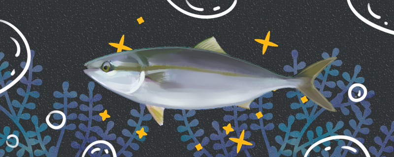 鰤鱼和黄鰤鱼一样吗有什么区别(鲮鱼和黄花鱼哪个好吃)