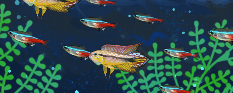 阿卡西短鲷和灯鱼混养混养要注意什么(阿卡西短鲷ph)