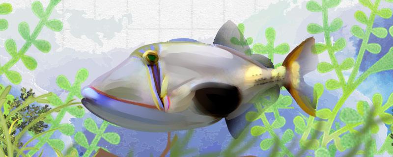 黑肚炮弹鱼好养吗怎么养(黑肚炮弹鱼好养吗怎么养殖)