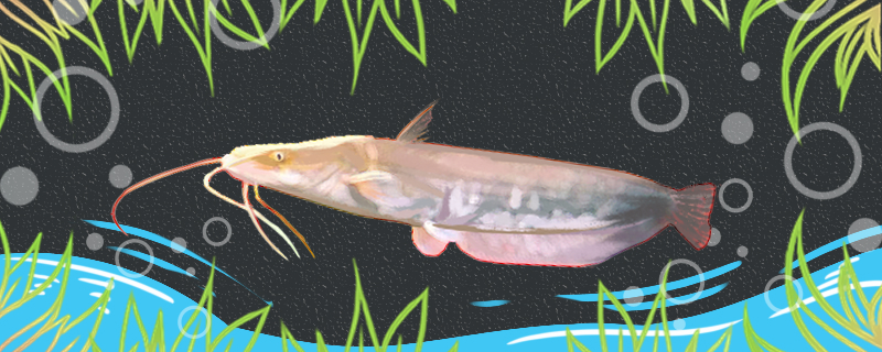 土鲶和大口鲶一样吗如何区别(土鲶鱼与鲶鱼的区别)