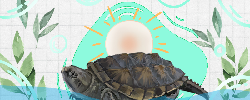 佛鳄龟蛋怎么孵化多少温度孵化出公龟(佛鳄龟产蛋时间)