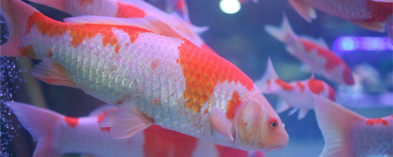 锦鲤能在鱼缸里产子吗