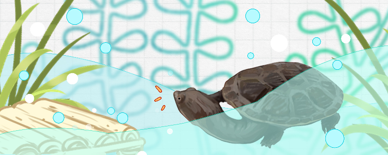 蛇颈龟多大属于幼龟多大才可以深水养(蛇颈龟生长速度)