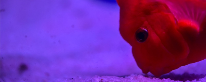 鹦鹉鱼喂什么饲料好喂鱼肉可以吗(鹦鹉鱼一般喂什么饲料)