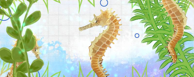 海马是什么动物种类为什么是鱼类(海马是动物还是鱼)