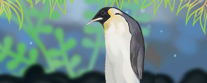 企鹅怎么繁殖多大可以繁殖(企鹅怎么繁殖后代)