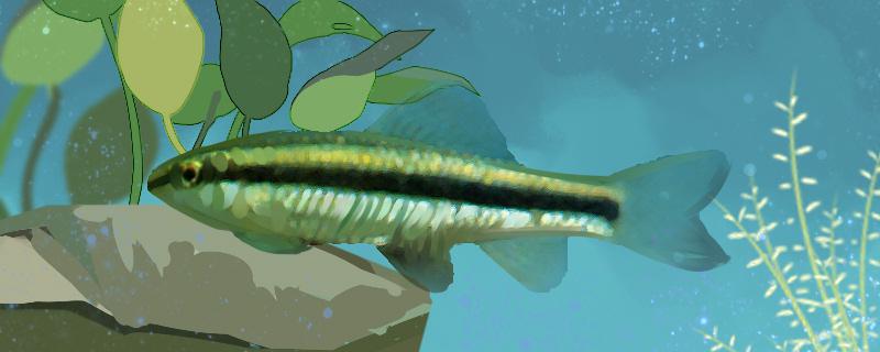 小鳈鱼好养吗怎么养(小鳊鱼好吃吗)