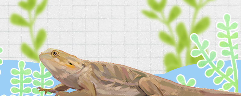 蜥蜴为什么会变色什么时候变色(蜥蜴会变色这种说法对吗)
