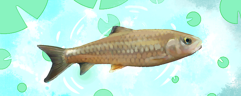 军鱼和青鱼一样吗有什么区别(军鱼和青鱼的区别)