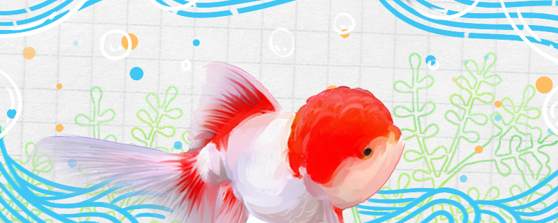 鹤顶红金鱼尾巴有血丝是怎么回事怎么治疗(顶红金鱼尾巴充血)