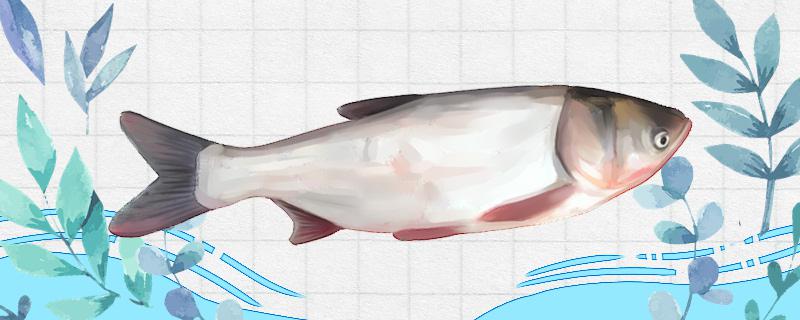 白鲢吃什么吃青苔吗(白鲢吃什么食物长得快)