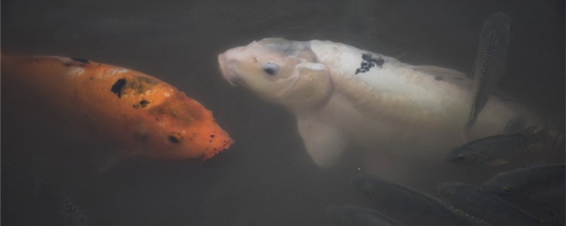 水族箱水浑浊怎么办怎么让水变清澈(水族箱水浑浊怎么办怎么让水变清澈一点)