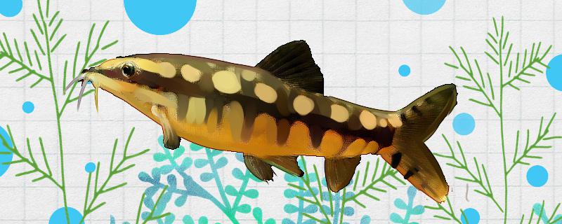 小沙鳅好养吗怎么养(沙鳅养殖技术视频)