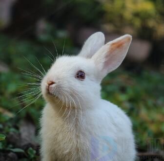 三三明月三团圆什么生肖(三月三宁明)