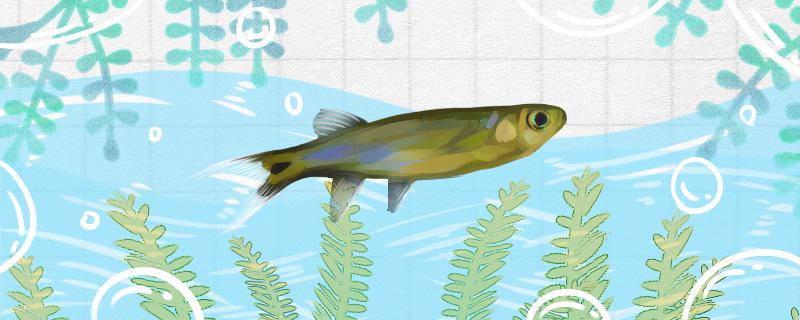 龙须灯鱼好养吗怎么养(龙须灯鱼好养吗怎么养视频)