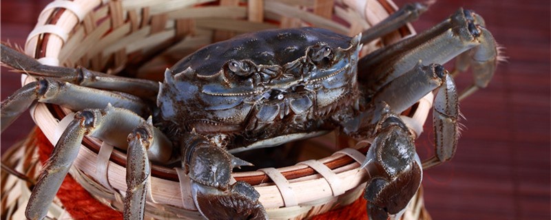 观赏螃蟹可以和鱼一起养吗一起养要注意什么(观赏螃蟹能和鱼一起养吗)