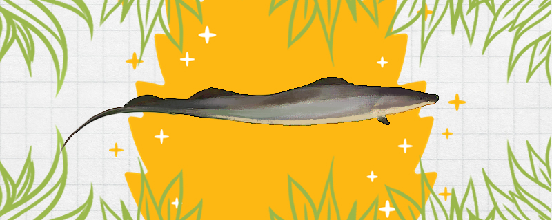 反天刀鱼好养吗怎么养(反天刀鱼吧)