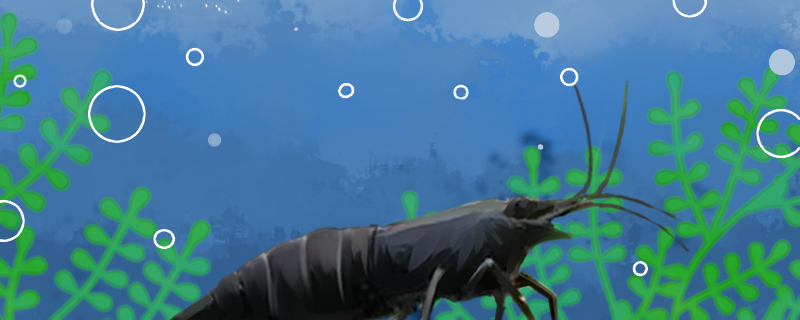 小虾吃什么养虾要注意什么(养的小虾吃什么食物)