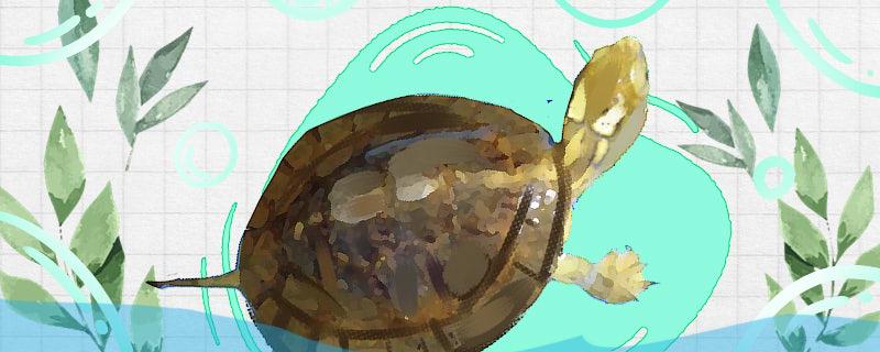 眼斑龟和四眼龟的区别能一起养吗(四眼斑水龟和眼斑水龟)