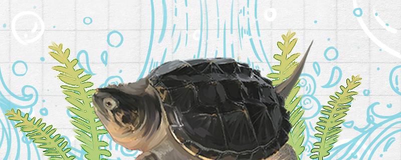 鳄龟多久可以生蛋蛋怎么孵化(鳄龟多久会下蛋)