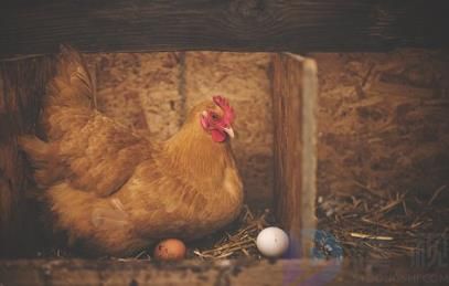 骑虎难下是什么生肖(骑虎难下打一生肖)