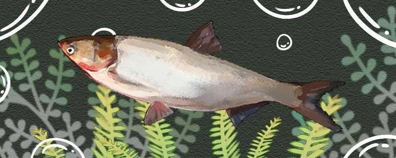 用手竿严重走水能钓鲢鱼吗咋钓鲢鱼(走水钓鲢鳙技巧抛竿)