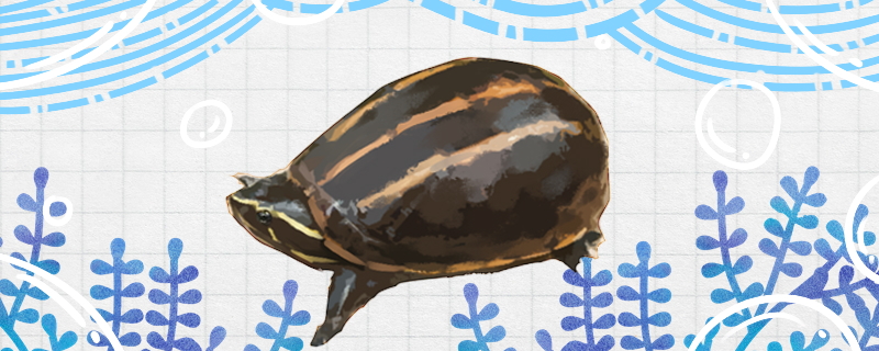 果核龟好养吗怎么养发黄(果核龟好养吗怎么养发黄了)