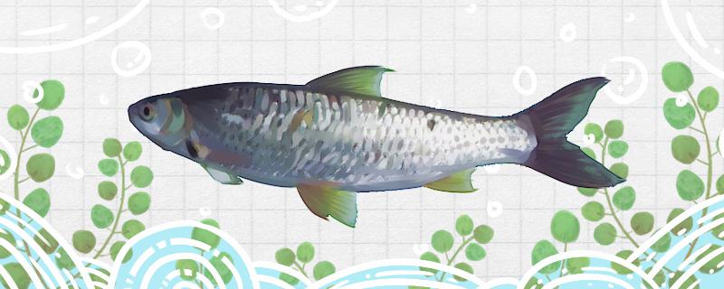 参鱼是不是黑鱼和黑鱼有什么区别(参鱼是淡水鱼吗)