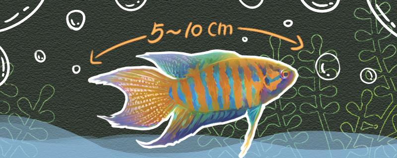 中国斗鱼能长多大能活多长时间(中国斗鱼能养到多大?)