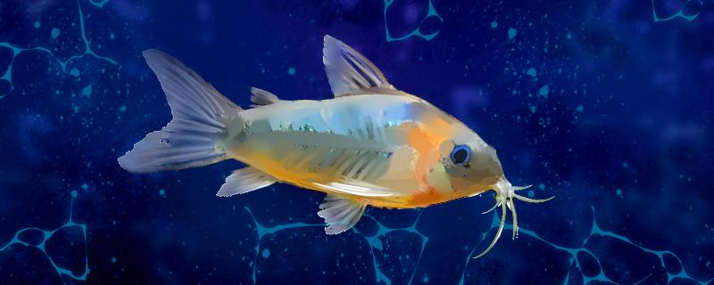 鼠鱼的繁殖方式繁殖频率(鼠鱼的繁殖及小鱼的饲养)