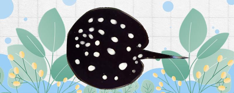 魟鱼有毒吗能饲养吗(魟鱼有毒吗能饲养吗图片)