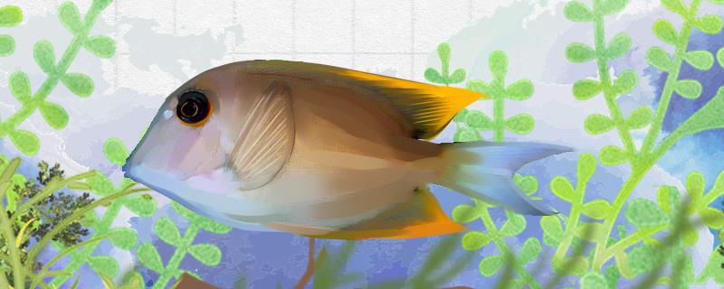 火箭倒吊好养吗怎么养(火箭起飞掉渣)