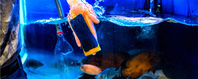 鱼缸怎么消毒用什么消毒(鱼缸消毒最简单的方法如下)