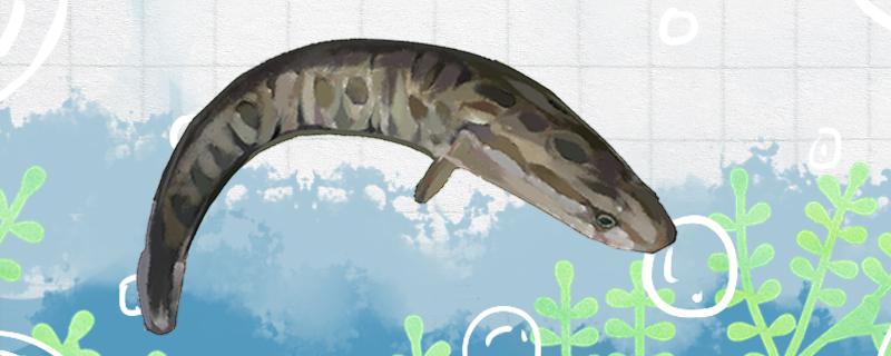 阴天能用路亚钓黑鱼吗怎么钓(阴雨天路亚黑鱼好吗)