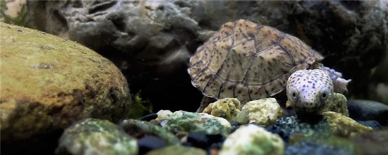 剃刀龟水温多少合适需要加热棒吗(剃刀龟的水温在多少)