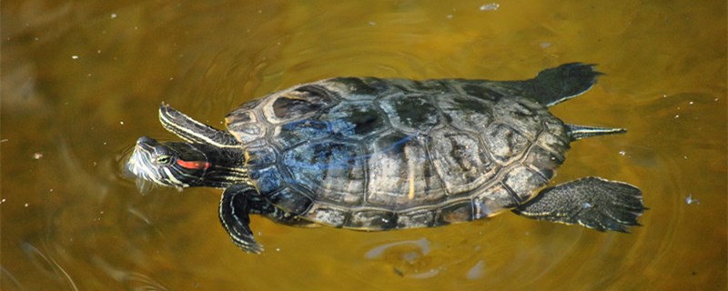 乌龟什么时候冬眠家养乌龟怎么冬眠(乌龟要什么时候冬眠)