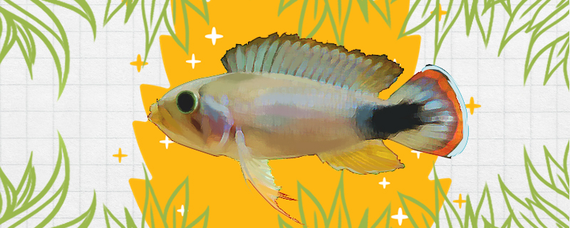 霸王短鲷好养吗怎么养(霸王鱼价格图片)