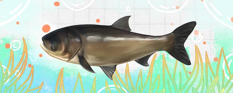 气温15度钓鱼合适吗钓多深(气温15度能钓鱼吗)