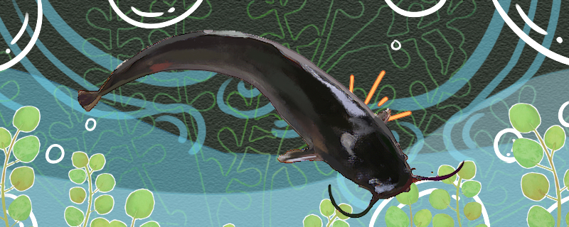 钳鱼是海鱼还是淡水鱼生活在哪里(钳鱼是什么鱼?产自哪里?)