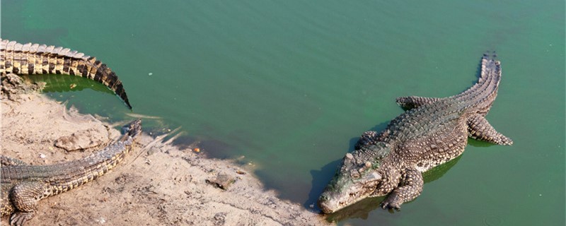 鳄鱼的咬合力有多大能咬烂乌龟壳吗(鳄鱼的咬合力能咬碎乌龟嘛)